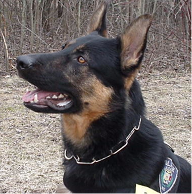 Police Dog