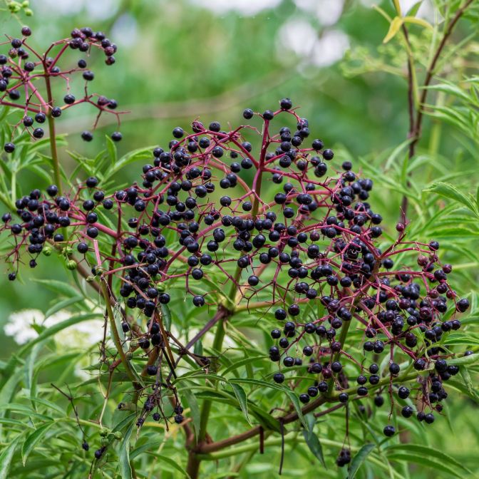 american-elderberry-shrub_1