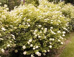 Arrowwood Viburnum